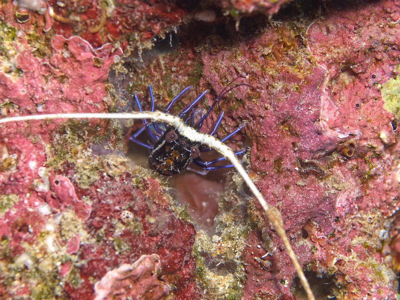 Lobster, Meno Reef